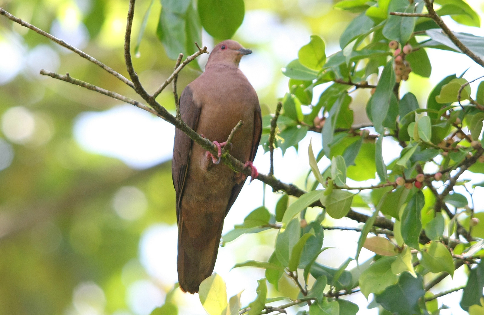image Short-billed Pigeon